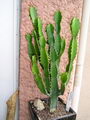 Candelabra Tree